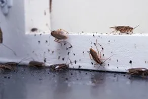 Insect Infestation cleaning service preview